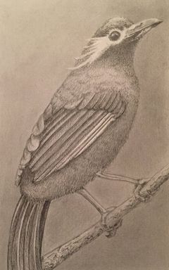 Pencil Drawing of a Bird
