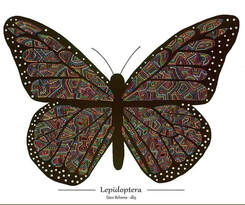 David Behrens Lepidoptera
