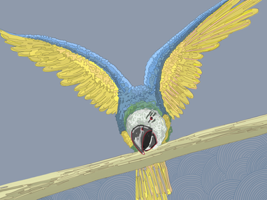 Montessori Macaw